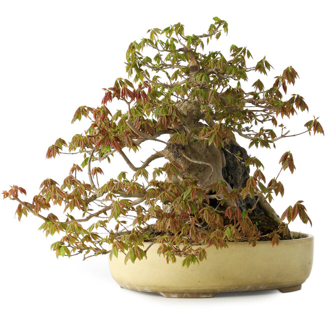 Acer buergerianum, 34,5 cm, ± 30 years old, with topical damage on the pot