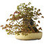 Acer buergerianum, 34,5 cm, ± 30 jaar oud, met plaatselijke schade aan de pot