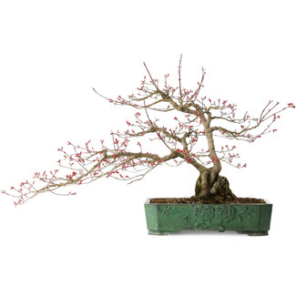 Acer palmatum Deshojo, 44 cm, ± 20 jaar oud
