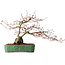 Acer palmatum Deshojo, 44 cm, ± 20 años