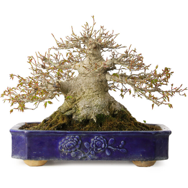 Acer palmatum, 24,5 cm, ± 50 Jahre alt, mit einem Nebari von 20 cm und in einem handgefertigten antiken chinesischen Kanto-Topf