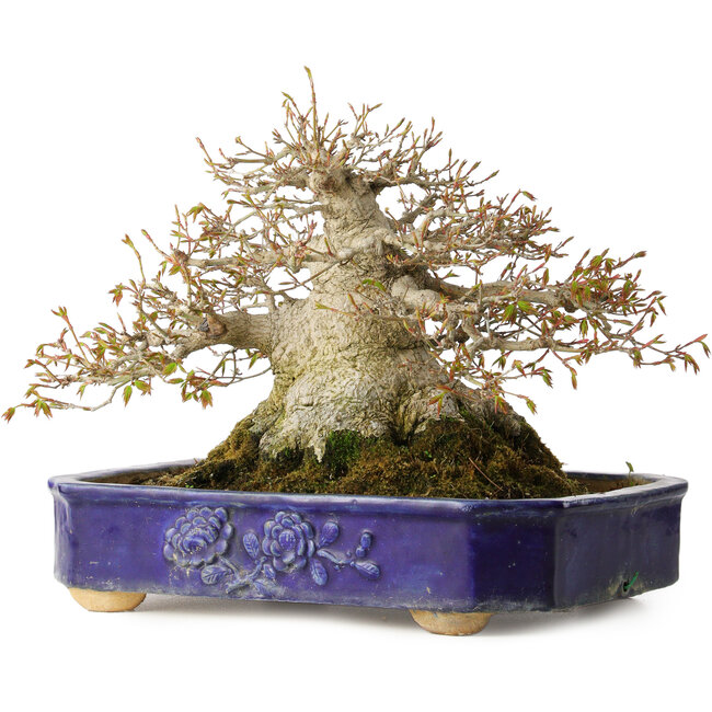 Acer palmatum, 24,5 cm, ± 50 jaar oud, met een nebari van 20 cm en in een handgemaakte antieke Chinese Kanto pot