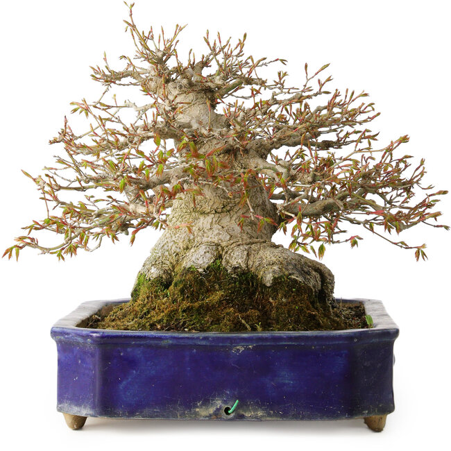 Acer palmatum, 24,5 cm, ± 50 jaar oud, met een nebari van 20 cm en in een handgemaakte antieke Chinese Kanto pot