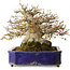 Acer palmatum, 24,5 cm, ± 50 anni, con un nebari di 20 cm e in un antico vaso cinese Kanto fatto a mano