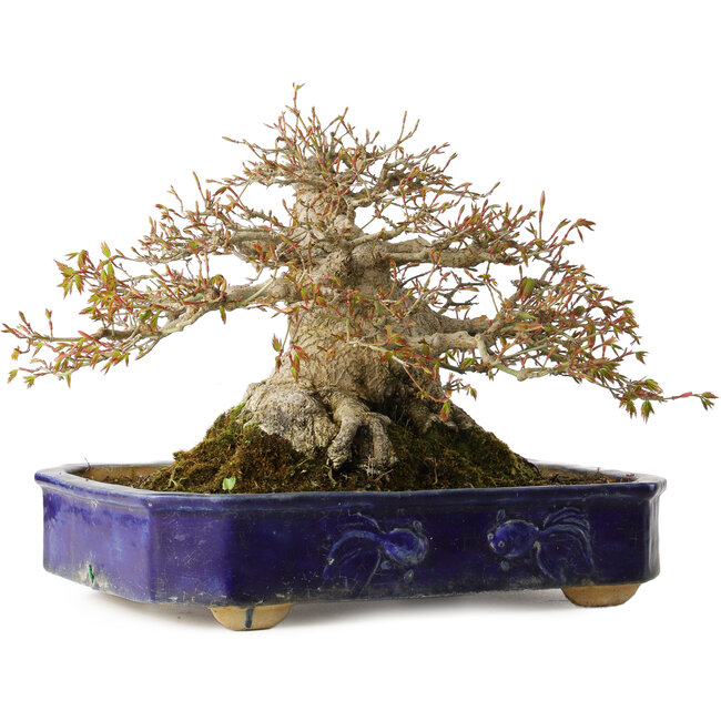 Acer palmatum, 24,5 cm, ± 50 years old, with a nebari of 20 cm and in a handmade antique Chinese Kanto pot