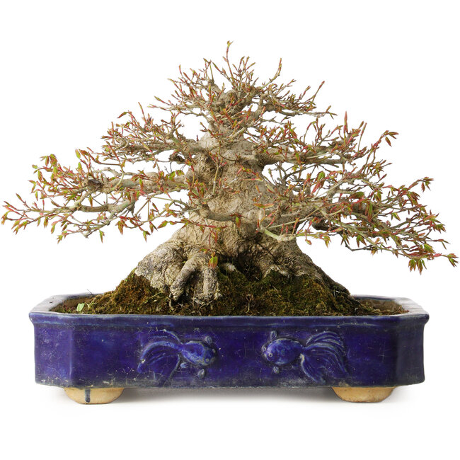 Acer palmatum, 24,5 cm, ± 50 jaar oud, met een nebari van 20 cm en in een handgemaakte antieke Chinese Kanto pot