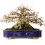 Acer palmatum, 24,5 cm, ± 50 anni, con un nebari di 20 cm e in un antico vaso cinese Kanto fatto a mano