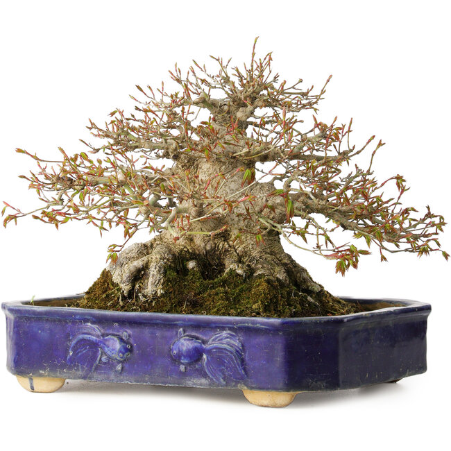 Acer palmatum, 24,5 cm, ± 50 años, con un nebari de 20 cm y en una maceta antigua china Kanto hecha a mano.