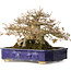 Acer palmatum, 24,5 cm, ± 50 anni, con un nebari di 20 cm e in un antico vaso cinese Kanto fatto a mano