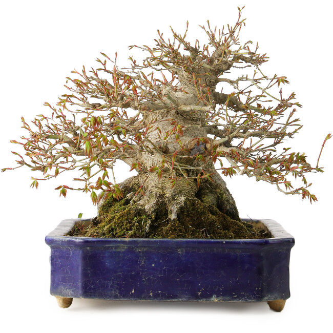 Acer palmatum, 24,5 cm, ± 50 jaar oud, met een nebari van 20 cm en in een handgemaakte antieke Chinese Kanto pot