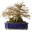 Acer palmatum, 24,5 cm, ± 50 anni, con un nebari di 20 cm e in un antico vaso cinese Kanto fatto a mano