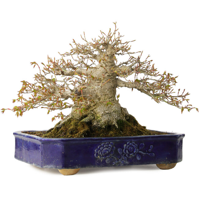 Acer palmatum, 24,5 cm, ± 50 anni, con un nebari di 20 cm e in un antico vaso cinese Kanto fatto a mano