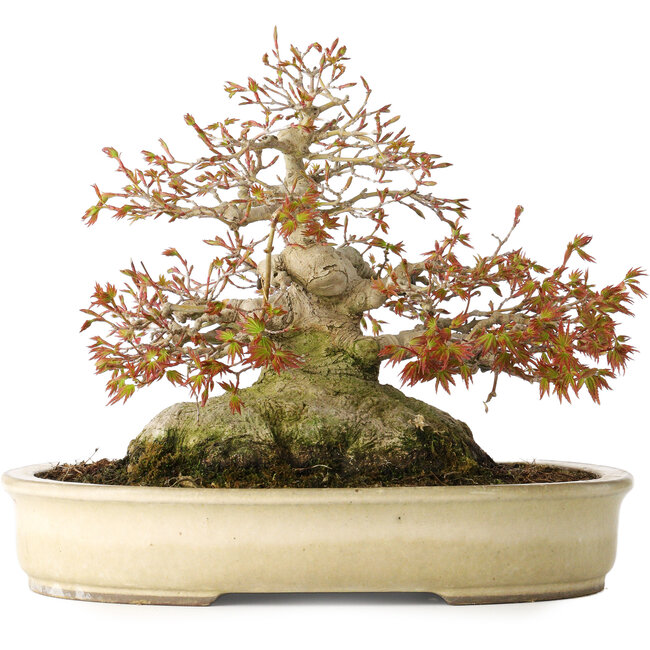 Acer palmatum, 21,5 cm, ± 45 anni, con un nebari di 17 cm e in un vaso giapponese fatto a mano da Yamaaki