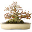Acer palmatum, 21,5 cm, ± 45 years old, with a nebari of 17 cm and in a handmade Japanese pot by Yamaaki