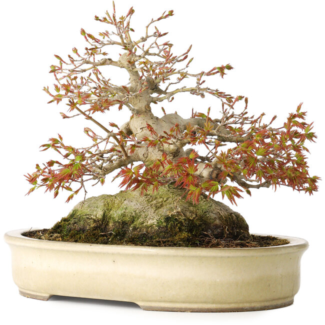 Acer palmatum, 21,5 cm, ± 45 Jahre alt, mit einem Nebari von 17 cm und in einem handgefertigten japanischen Topf von Yamaaki