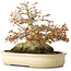 Acer palmatum, 21,5 cm, ± 45 anni, con un nebari di 17 cm e in un vaso giapponese fatto a mano da Yamaaki