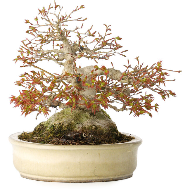 Acer palmatum, 21,5 cm, ± 45 years old, with a nebari of 17 cm and in a handmade Japanese pot by Yamaaki