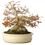 Acer palmatum, 21,5 cm, ± 45 years old, with a nebari of 17 cm and in a handmade Japanese pot by Yamaaki