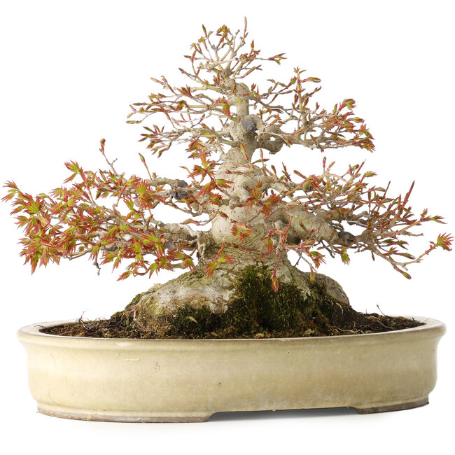 Acer palmatum, 21,5 cm, ± 45 jaar oud, met een nebari van 17 cm en in een handgemaakte Japanse pot van Yamaaki