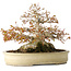 Acer palmatum, 21,5 cm, ± 45 years old, with a nebari of 17 cm and in a handmade Japanese pot by Yamaaki