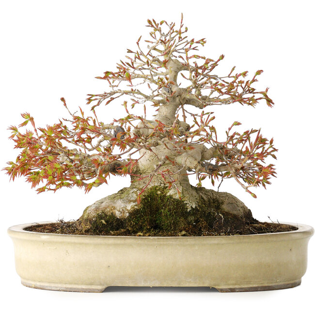 Acer palmatum, 21,5 cm, ± 45 ans, avec un nebari de 17 cm et dans un pot japonais fait main par Yamaaki