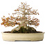 Acer palmatum, 21,5 cm, ± 45 anni, con un nebari di 17 cm e in un vaso giapponese fatto a mano da Yamaaki
