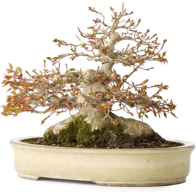 Acer palmatum, 21,5 cm, ± 45 ans, avec un nebari de 17 cm et dans un pot japonais fait main par Yamaaki