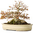 Acer palmatum, 21,5 cm, ± 45 anni, con un nebari di 17 cm e in un vaso giapponese fatto a mano da Yamaaki