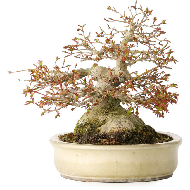 Acer palmatum, 21,5 cm, ± 45 años, con un nebari de 17 cm y en una maceta japonesa hecha a mano por Yamaaki