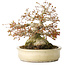 Acer palmatum, 21,5 cm, ± 45 anni, con un nebari di 17 cm e in un vaso giapponese fatto a mano da Yamaaki