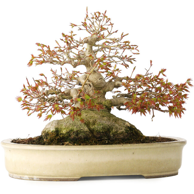 Acer palmatum, 21,5 cm, ± 45 Jahre alt, mit einem Nebari von 17 cm und in einem handgefertigten japanischen Topf von Yamaaki