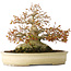 Acer palmatum, 21,5 cm, ± 45 anni, con un nebari di 17 cm e in un vaso giapponese fatto a mano da Yamaaki
