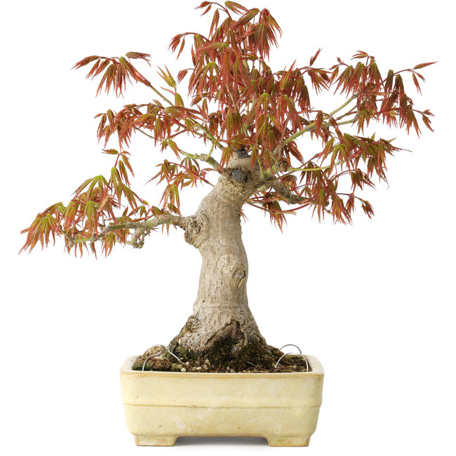 Acer palmatum, 26 cm, ± 20 jaar oud, in een handgemaakte Japanse pot van Yamafusa met beschadigd glazuur