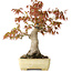 Acer palmatum, 26 cm, ± 20 jaar oud, in een handgemaakte Japanse pot van Yamafusa met beschadigd glazuur