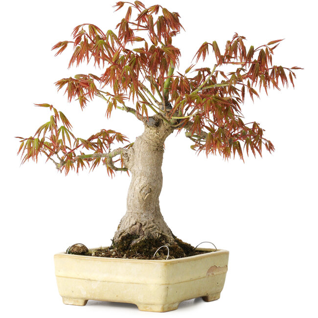 Acer palmatum, 26 cm, ± 20 ans, dans un pot japonais fait main par Yamafusa avec une glaçure endommagée