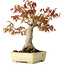 Acer palmatum, 26 cm, ± 20 anni, in un vaso giapponese fatto a mano da Yamafusa con smalto danneggiato