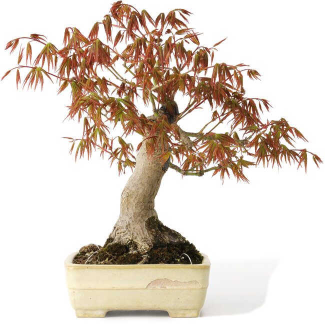 Acer palmatum, 26 cm, ± 20 Jahre alt, in einem handgefertigten japanischen Topf von Yamafusa mit beschädigter Glasur
