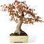 Acer palmatum, 26 cm, ± 20 jaar oud, in een handgemaakte Japanse pot van Yamafusa met beschadigd glazuur