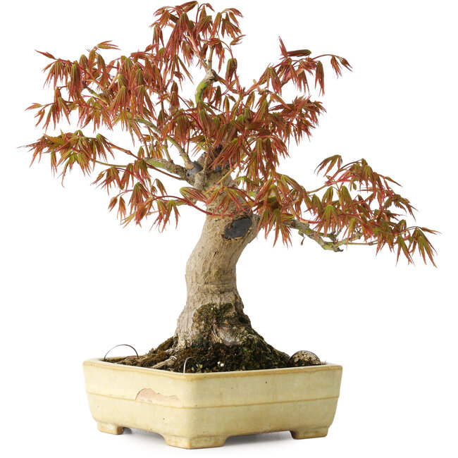 Acer palmatum, 26 cm, ± 20 años, en una maceta japonesa hecha a mano por Yamafusa con el esmalte dañado