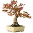 Acer palmatum, 26 cm, ± 20 jaar oud, in een handgemaakte Japanse pot van Yamafusa met beschadigd glazuur