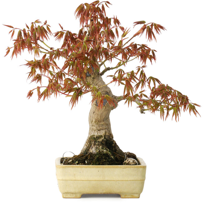 Acer palmatum, 26 cm, ± 20 jaar oud, in een handgemaakte Japanse pot van Yamafusa met beschadigd glazuur