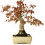 Acer palmatum, 26 cm, ± 20 jaar oud, in een handgemaakte Japanse pot van Yamafusa met beschadigd glazuur