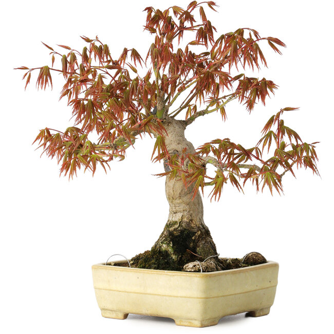 Acer palmatum, 26 cm, ± 20 anni, in un vaso giapponese fatto a mano da Yamafusa con smalto danneggiato