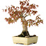 Acer palmatum, 26 cm, ± 20 jaar oud, in een handgemaakte Japanse pot van Yamafusa met beschadigd glazuur