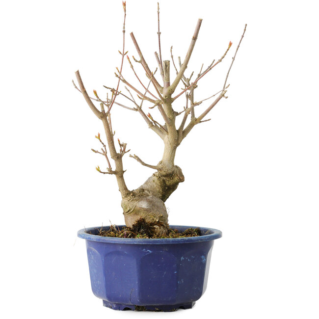 Acer buergerianum, 22,5 cm, ± 15 years old