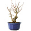 Acer buergerianum, 22,5 cm, ± 15 jaar oud