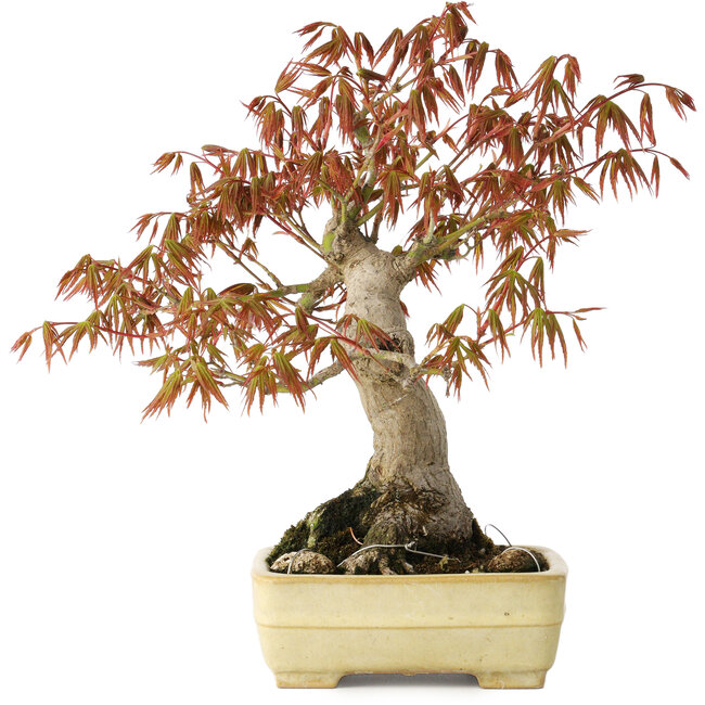 Acer palmatum, 26 cm, ± 20 jaar oud, in een handgemaakte Japanse pot van Yamafusa met beschadigd glazuur