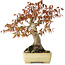 Acer palmatum, 26 cm, ± 20 jaar oud, in een handgemaakte Japanse pot van Yamafusa met beschadigd glazuur