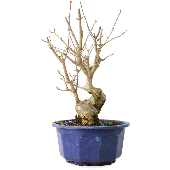 Acer buergerianum, 22,5 cm, ± 15 jaar oud