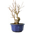 Acer buergerianum, 22,5 cm, ± 15 jaar oud